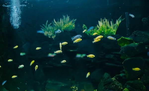 Kleurrijke Kleine Vissen Het Aquarium Een Verscheidenheid Aan Verschillende Soorten — Stockfoto