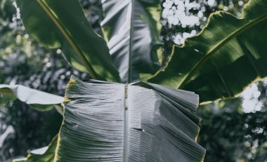 Muz yaprakları bulanık arkaplanlı. Muz yaprakları yakın çekim. Yumuşak odak.