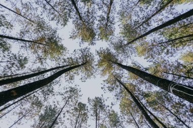Aşağıdaki çam ormanının manzarası, yüksek çam ağaçları. Doğa arkaplanı.