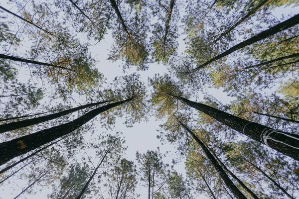 View of the pine forest from below, tall pine trees. Nature background.