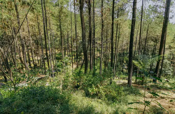 Güzel Bir Yaz Ormanı Çeşitli Ağaçlar — Stok fotoğraf