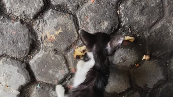 黒と白の猫は 鶏の骨の形で残った食べ物を食べています ビデオ トップビュー — ストック動画