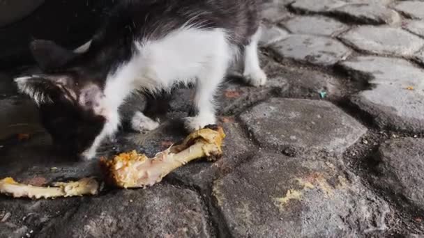 Czarno Biały Kot Resztki Jedzenia Postaci Kości Kurczaka Nagrywanie Wideo — Wideo stockowe