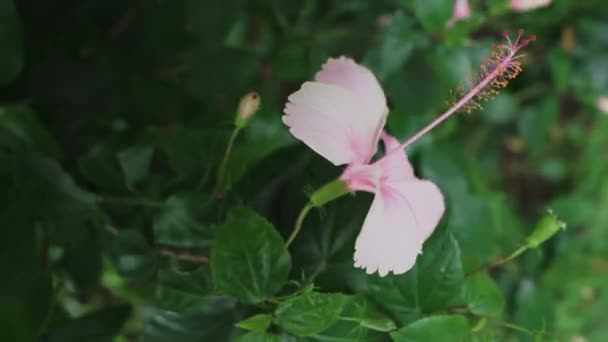 Professional Video Pink Hibiscus Flower Bloom 30Fps — Stock Video