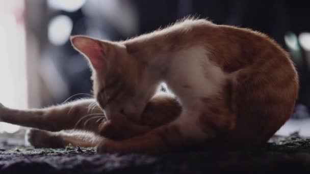 Kot Liżący Jej Stopy Kot Liże Czyści Stopy — Wideo stockowe