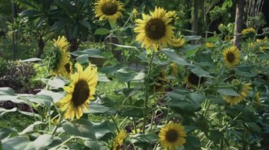 Bahçedeki ayçiçeklerinin 4K video görüntüleri. Yazın ayçiçekli tarlalar. Tarım endüstrisi, ayçiçeği yağı üretimi.