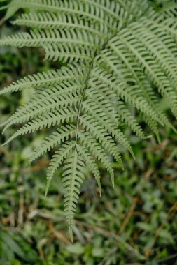 Ormandaki güzel eğreltiotu yaprakları. Seçici odak.