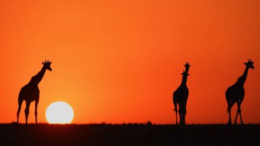 İnanılmaz Siluet Günbatımı Zürafalar Görüntüsü