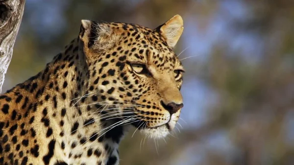 Vahşi Leoparın Aşırı Yakın Çekimi