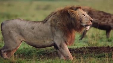 Aslan Sırtlanlarla çevrili