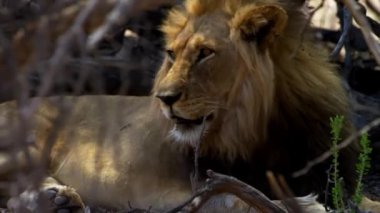 Aslan Yalama Kapanışı