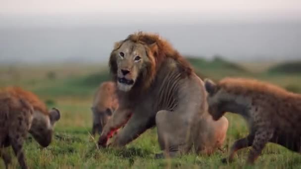 Lion Περιβάλλεται Από Hyenas Ευρεία Άποψη — Αρχείο Βίντεο