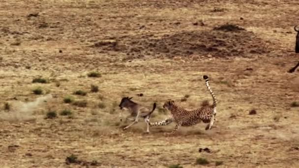 Erstaunliche Epische Aufnahmen Von Geparden Die Ihre Beute Zeitlupe Fangen — Stockvideo