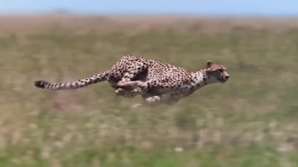 Cheetah Running Top Speed — стоковое видео