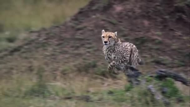 Cheetah Corriendo Velocidad Máxima — Vídeo de stock