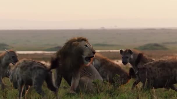 Leeuw Wordt Aangevallen Door Hyenas Wide View — Stockvideo