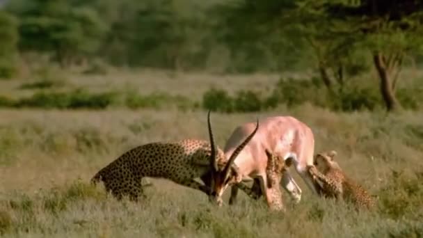 Cheetahs Tentando Derrubar Gazelle — Vídeo de Stock