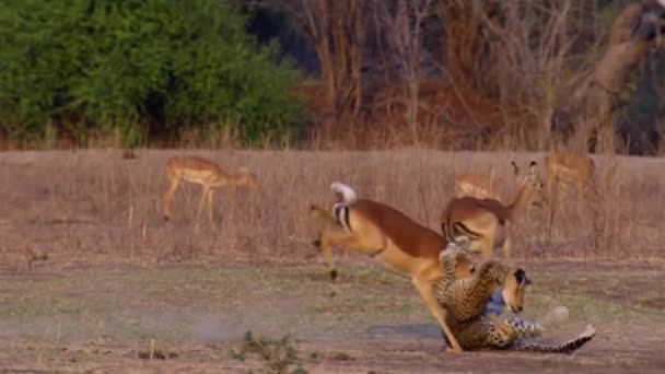 Άγρια Leopard Επιτίθεται Gazelle — Αρχείο Βίντεο