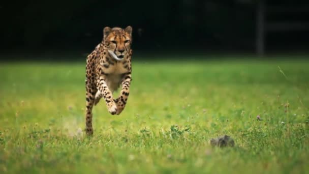 Cheetah Front View Chasing Rabbit Super Slow Motion — Stock Video