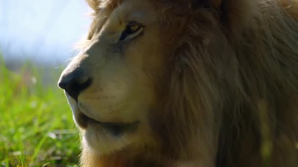 Wild Male Lion Extreme Close — Stock Video
