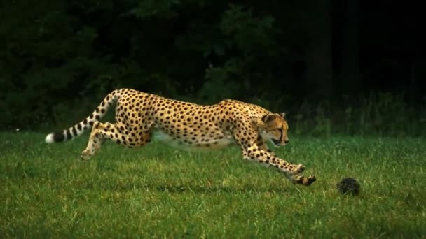 Cheetah Corriendo Tratando Atrapar Conejo Super Cámara Lenta — Vídeo de stock