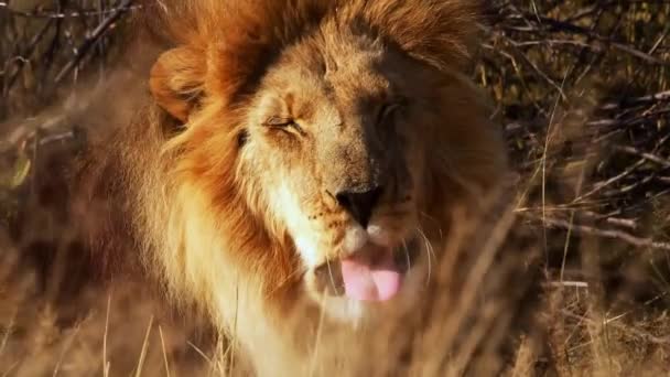 Close View Lion Roar — Stock Video