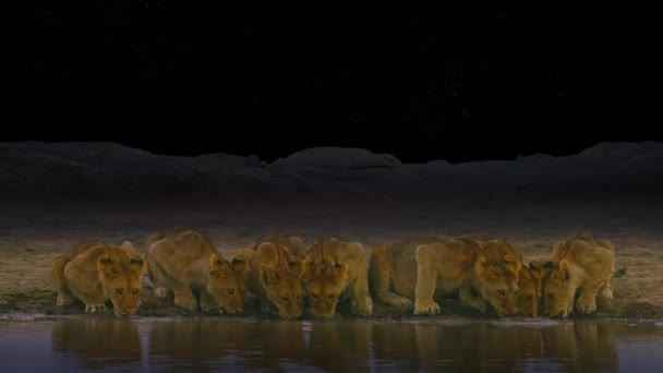 Leões Que Bebem Água Lago — Vídeo de Stock