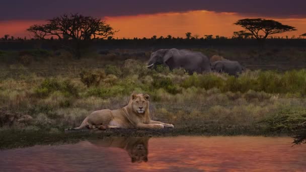 Atemberaubende Aufnahmen Von Löwe Elefant Dschungel — Stockvideo