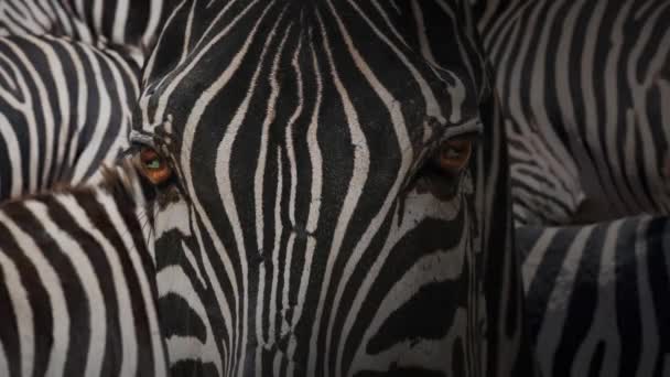Närbild Zebra Ansikte — Stockvideo