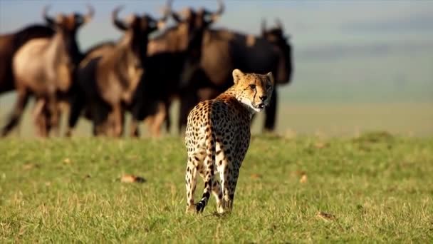 Cheetah Guarda Indietro Macchina Fotografica Uomo — Video Stock