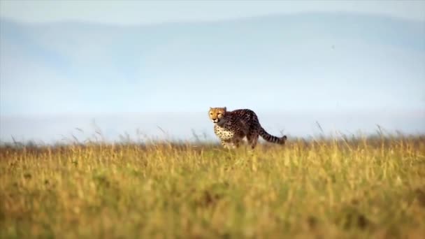 Geparden Laufen Schnell Freien — Stockvideo