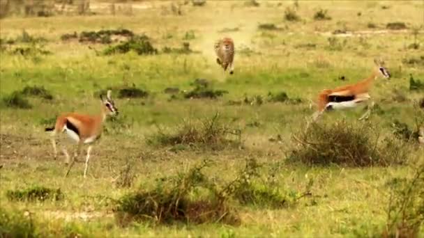 Wild Cheetah Chasing Gazelles — Stock Video
