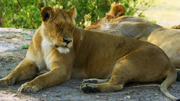 Leão Fêmea Deitado Olhando Redor — Vídeo de Stock
