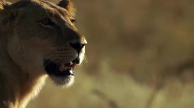 Aslan yakın çekim