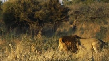 Erkek aslan ve dişi aslan dövüşü.