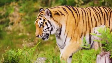 Kaplan Yürüyüşü 'nün İnanılmaz Tarafı