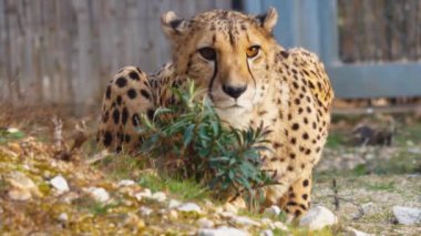 Çitanın Özel Yakın Çekimi