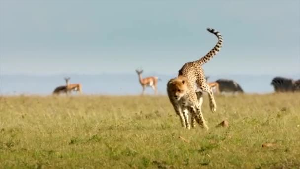 Dwóch Gepardów Grających Polu — Wideo stockowe