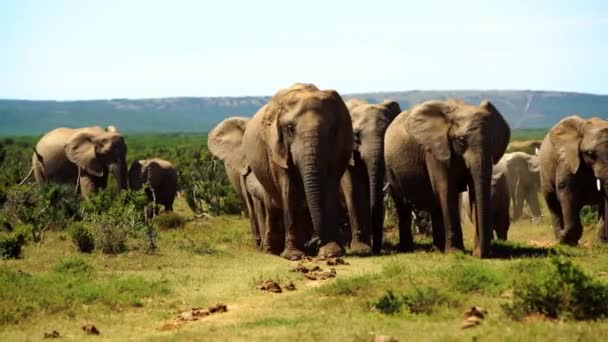 Gang Elephants Walking — Stock Video