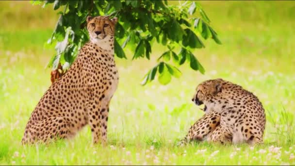 Δύο Cheetahs Κάτω Από Ένα Δέντρο — Αρχείο Βίντεο