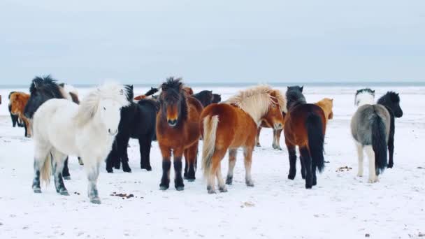 雪の中で野生の馬 — ストック動画