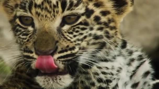 Close Baby Cub Leopard — Stock Video