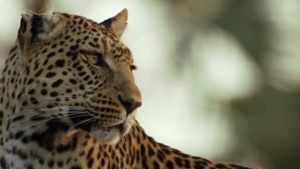Κοντινό Πλάνο Της Λεοπάρδαλης Στη Ζούγκλα — Αρχείο Βίντεο