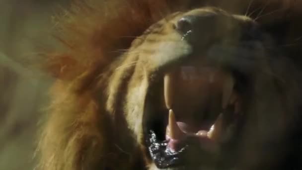 Close Lion Roaring — Stock Video