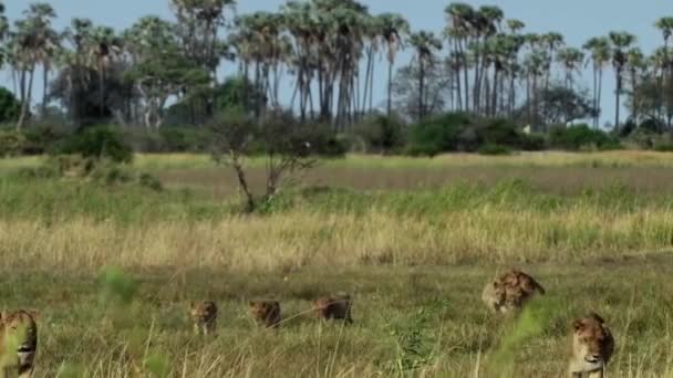 Συμμορία Λιονταριών Που Περπατούν Μαζί Στο Πεδίο — Αρχείο Βίντεο