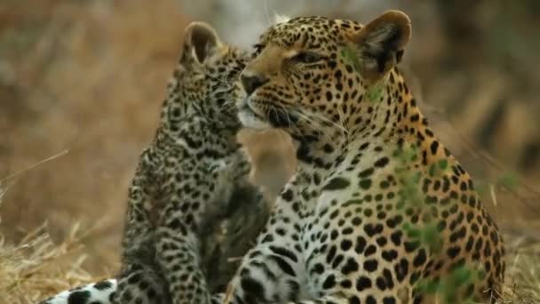 野生豹和幼崽的影像 — 图库视频影像