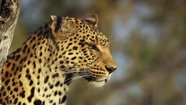 Leopard Close Looking — Stock Video