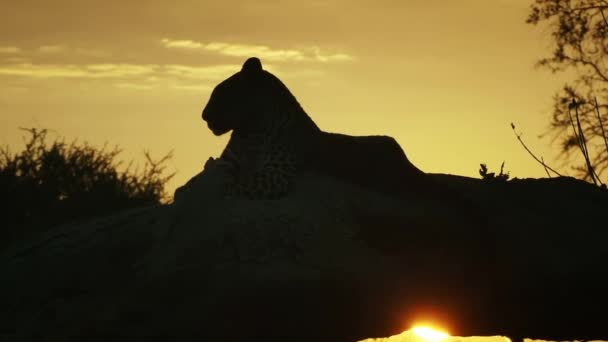 Weite Sicht Auf Leopardensilhouette — Stockvideo
