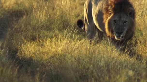 Wide View Male Lion — Stock Video