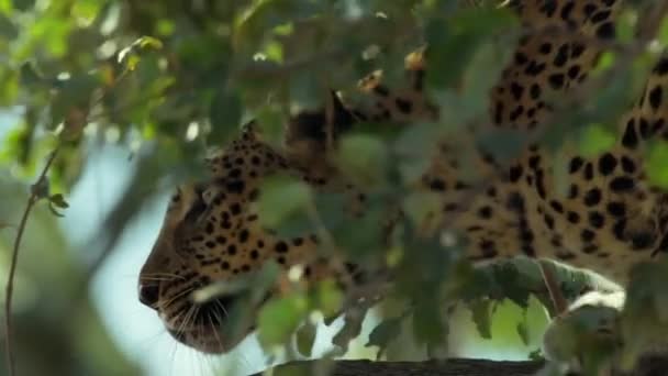 Leopardo Uma Árvore Perseguindo Presa — Vídeo de Stock